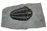 Calymene Niagarensis Trilobite Fossil - New York #269944-1